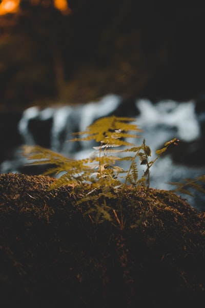 绿叶植物的选择性摄影